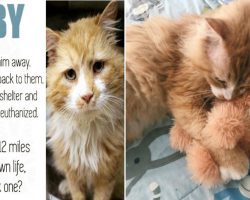 Lost Cat Walks 12 Miles To Find His Family Then They Take Him To Be Put Down