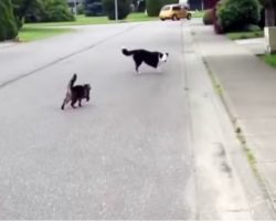 Cat Superhero Defends Canine Friend Against Neighborhood Bully