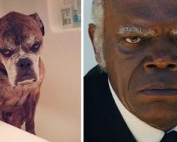 10+ Hilarious Times Dogs Tried To Be Human