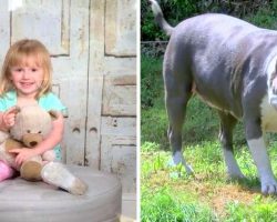 Neighbor Opens His Door, Sees Toddler Who’s Been Missing For 2 Days Has Been Protected By Pit Bull