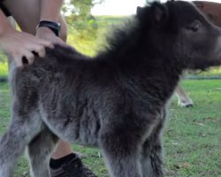 He’s Only As Tall As His Owner’s Knees, But Watch What This Miniature Horse Does!