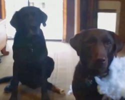 [Video] Dad asks who made the mess — now watch Charlie rat out his sister