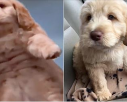 This Guy Introduced His New Puppy To The World In The Most Awesome Way