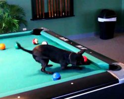 Chihuahua Dog Playing Pool ♥ CUTE ♥﻿
