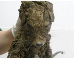 Construction Crew Finds “Muddy Puppy” In Hole, Turns Out They Were Totally Wrong