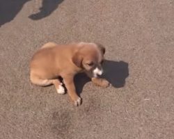 Stray Pup Couldn’t Walk But Was Desperate To Heal To Show Everyone Her Love