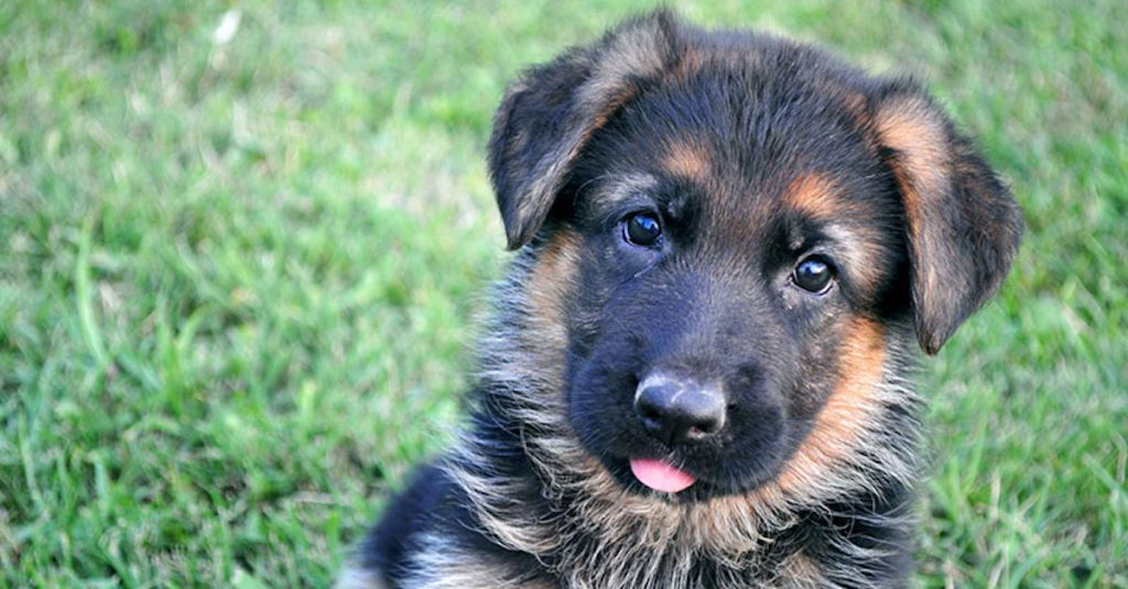 German Shepherd Puppy Born With Rare Dwarfism Won’t Let Anything Stop ...