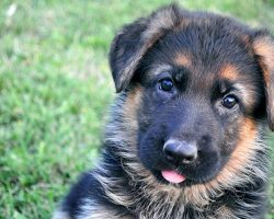 German Shepherd Puppy Born With Rare Dwarfism Won’t Let Anything Stop Him From Living His Life To The Fullest [VIDEO]