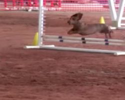 Super Fast Dachshund Competes In Agility Competition. Go, Long-Dog, GO!