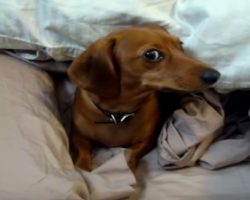 This Dachshund Just Doesn’t Want To Get Out Of Bed! Too Cute!