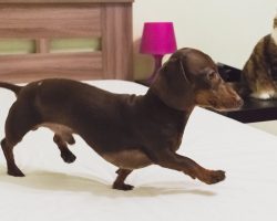 Dachshund Gets Dream Job As ‘Mattress Inspector’ And Fixes Bed For Dad