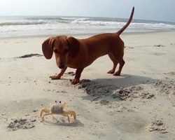 Sausage Dog Meets A Little Fellow On The Beach She’d Never Encountered