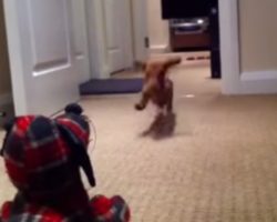 Dachshund Puppy Practicing His Rugby Tackle On The Draft Stopper Will Make Your Day