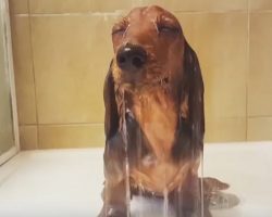 Most Dogs Hate Baths, But THIS Dachshund Absolutely LOVES Showers!