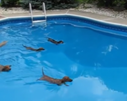 5 Mini Dachshunds Line Up For a Water Race. It’s The Cutest Water Race Ever!