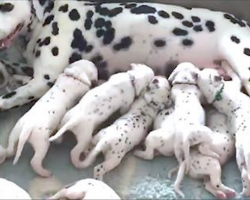 Vet Says Dalmatian Will Deliver 3 Pups, But Camera Pans Around To Reveal X-Rays Were So Wrong