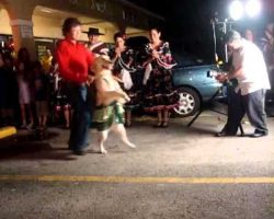 It’s All In The Hips! Merengue-Dancing Dog Makes The Perfect Ballroom Partner