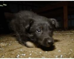 Malnourished Puppy Unable To Walk, Crawls To Rescuers When Puppy Mill Is Raided