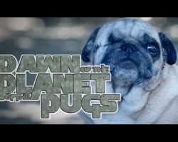 Dawn Of The Planet Of The Apes [Pug Puppy Edition]