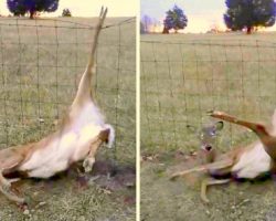 Deer Lies Hopelessly Trapped In Barbed Wire Fence, Until A Dog Starts Barking