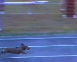 Determined Dachshund Wins The Race, But You Won’t Believe What He Does To Win It!