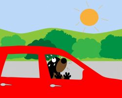 What To Do If You See A Dog In A Hot Car
