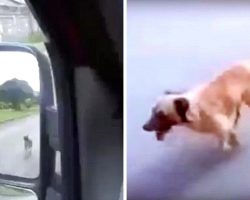 Desperate Dog Chases An Ambulance, Runs Out Of Breath As He Pleads EMTs For Help