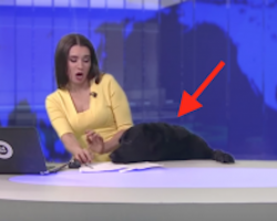 This Dog Interrupting LIVE News Will Make Your Week