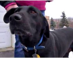 Dog Kept Barking At Police Officer In Hopes He Would Follow Him