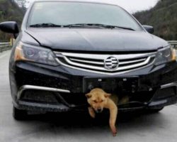 Man Hears Barking Coming From Front Bumper 200 Miles Into His Trip