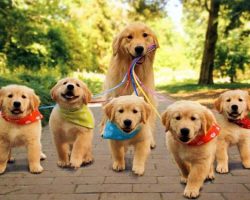 16 Precious Dog Parents Posing Proudly Beside Their Growing Families!