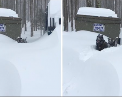 German Shepherd Helps His Buddy Get Through Deep Snow