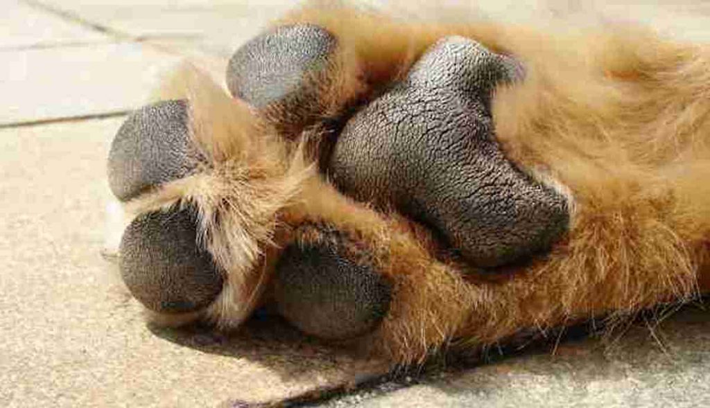 One Simple Rule Can Prevent Your Dog’s Paws From Burning On Hot Pavement