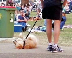 Park-Goers Erupt In Laughter When Stubborn Pup Refuses To Leave With His Dad