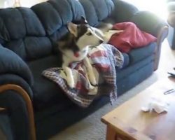 She Tells Her Husky to Stop Watching TV and to Come Over. His Reaction is Hilarious!