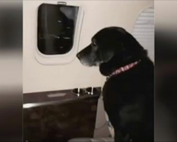 Dog Is Abandoned At Shelter Twice, Then Wealthy Heiress Puts Her On A Plane To Save Her