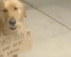 Dog Gets Plenty Of Attention As He Waits Patiently With This Sign Around His Neck