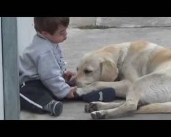 Gentle Labrador Befriends Little Boy With Down Syndrome, Melts Our Hearts