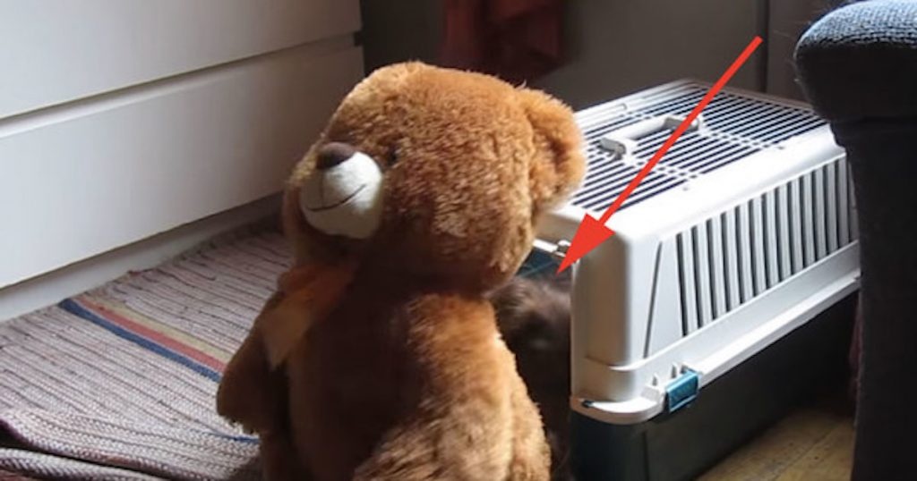 Persistent Dachshund Puppy Drags Teddy Bear into Kennel for Cuddles