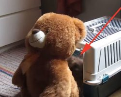 Persistent Dachshund Puppy Drags Teddy Bear into Kennel for Cuddles