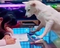 Genius Dad Trained His Dog To Supervise Daughter While She Does Homework