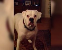 Mom tells dog “it’s time for bedtime.” Now watch a hilarious argument ensue