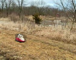 Two Dogs Were Abandoned In A Crate And Left For Dead Near Rising Floodwaters