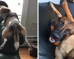 19 Times Dogs Totally Forgot How To Sit