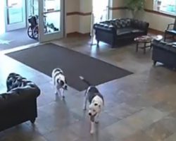 Two Pit Bulls Casually Stroll Into A Hospital And Take Themselves On A Tour