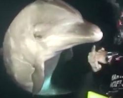 A diver was swimming in Hawaii when a dolphin swam up to him, asking for urgent help