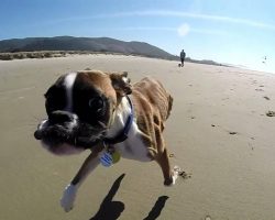 Two Legged Boxer Duncan Lou gone wild at the Beach!