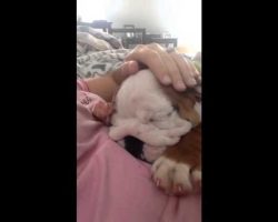 English Bulldog Puppy Snores and Toes Dancing in his sleep?!