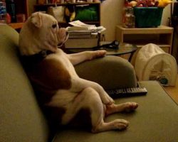 English Bulldog Watching TV (Family Guy) Sitting On Couch