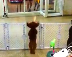 Everyone’s In HYSTERICS When Puppy Does THIS After Spotting Her Owner…OMG!